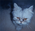 Galeophobia or Gatophobia- Fear of cats.