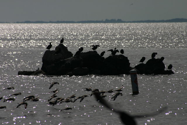 Ornithophobia - Fear of Birds