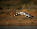 Morning Flight