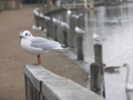 Rows of gulls