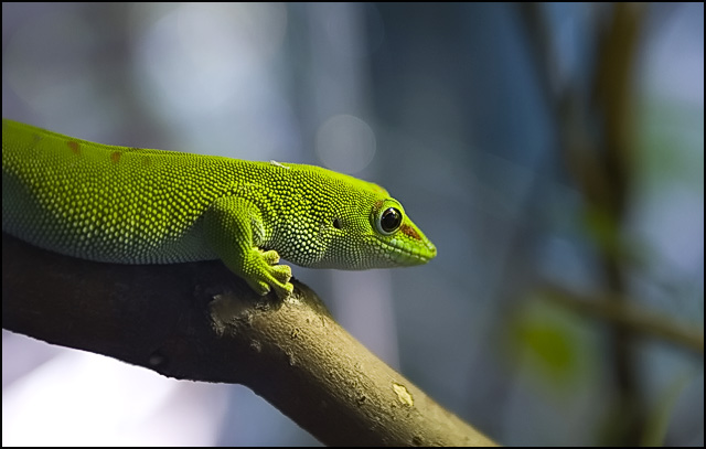 Lizard