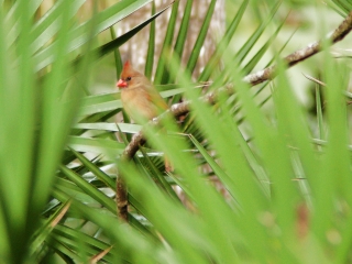 Female Cardinal in Palmettos