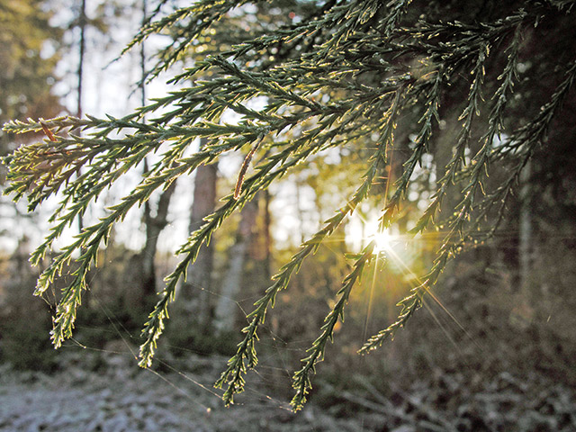 Frosty Morning