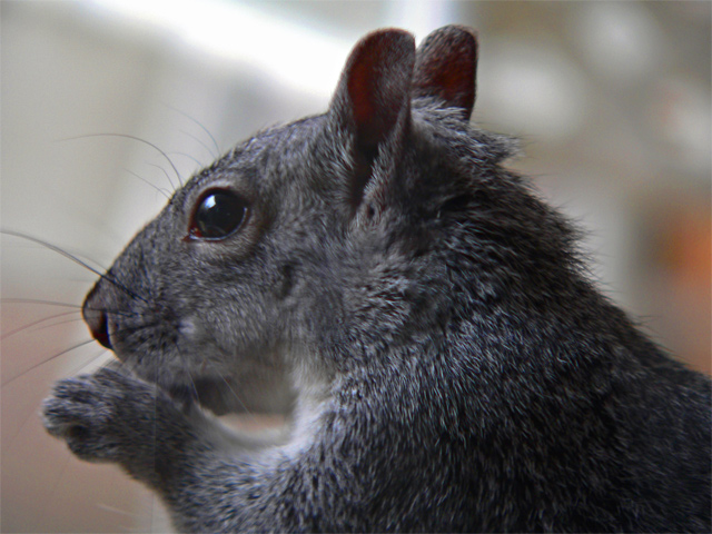 Squirrel in Prayer