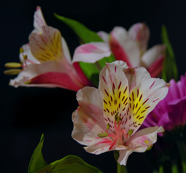 Alstromeria: Peruvian lily