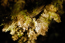 tropical moss