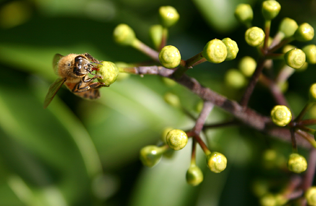 Bees