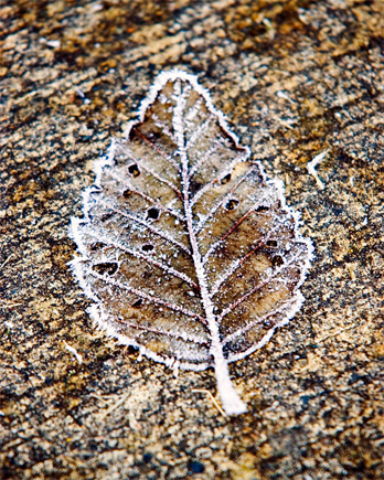 Leaf Frosting