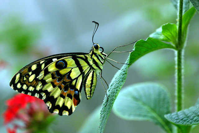 Butterfly on leaf