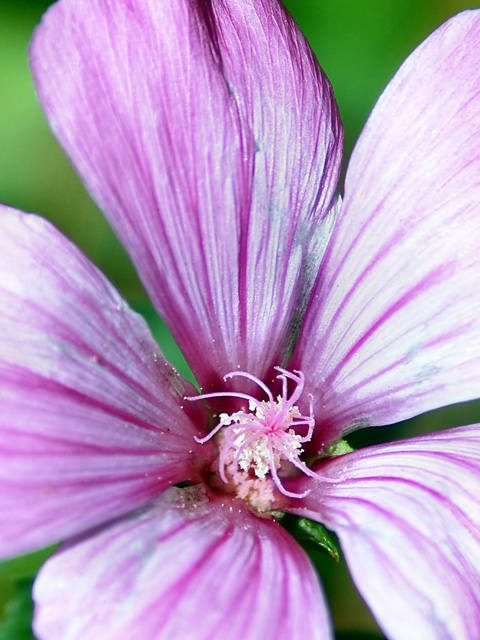 Pinwheel Stripes