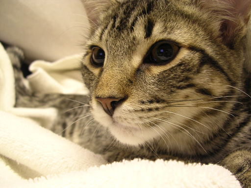 Cat's in my laundry again...