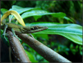 greenlizard