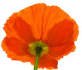 poppy