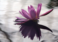 "Waterlilies"  (Rachel S. - 10/20/03)