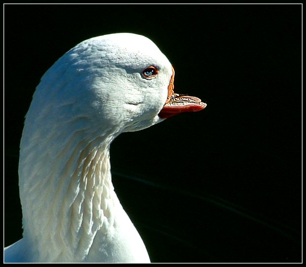 wackybill