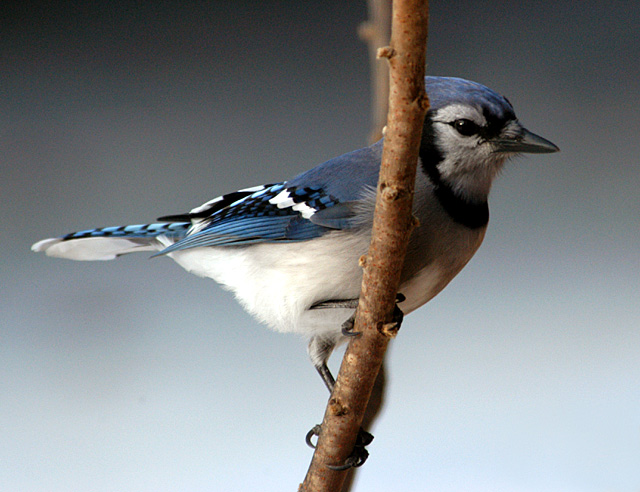 "Jay Bird" the Blue Jay