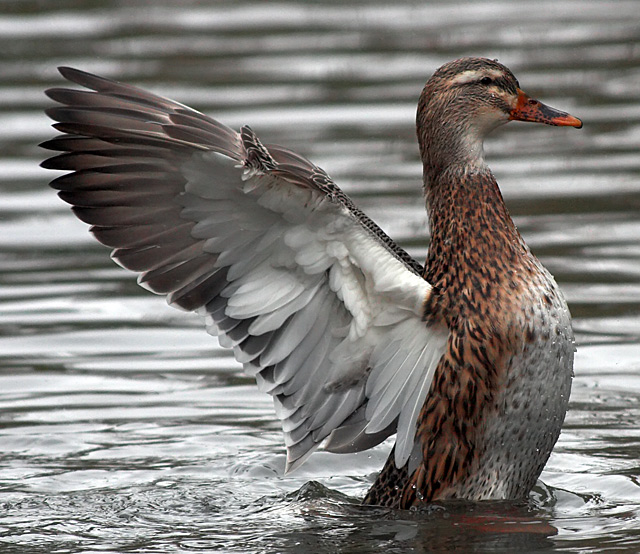 Sailingduck