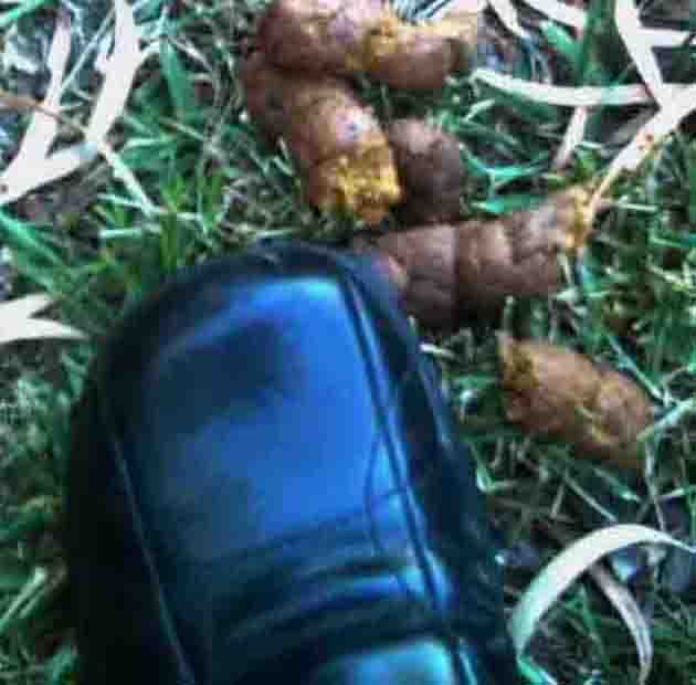 Shoe on Poo
