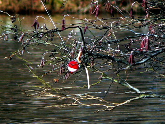 Fishing for trees?