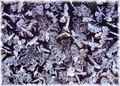 Natural Patterns In Frost