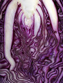 What Do You See...?