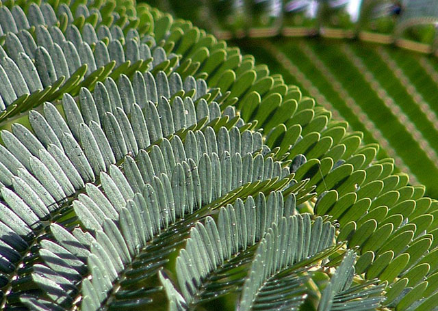 Natures Pattern