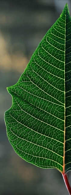 Leaf Line