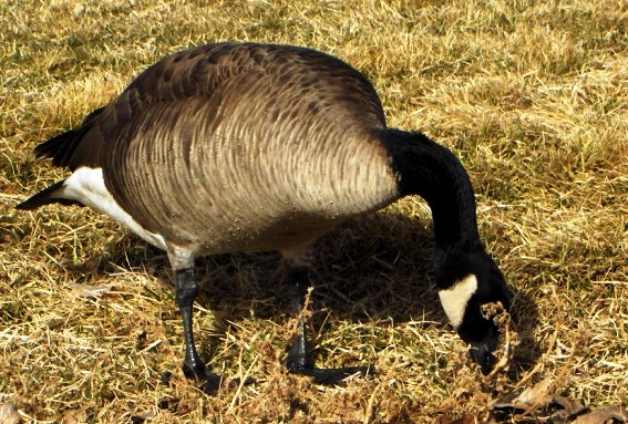 Wild Goose Chase on Christmas Morning