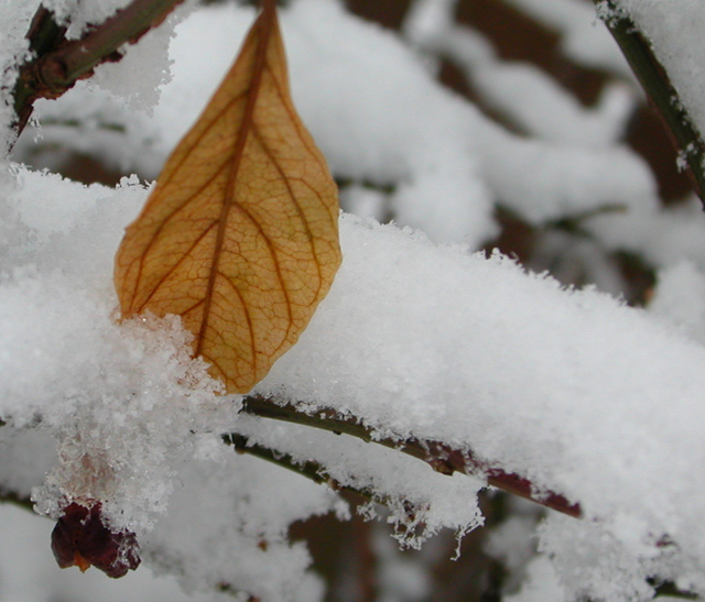 Simple Leaf