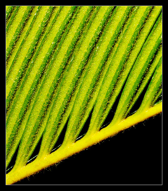 Palm leaf