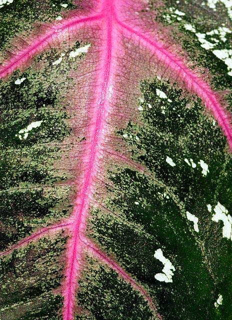 pink channels on leaf