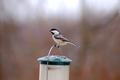 Mother - Looking for food!