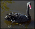 Mother Swan Protecting Her Young