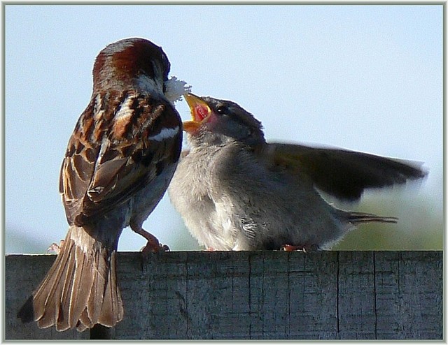 Feed me Mother!