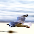 The Shape of Perfect Flight
