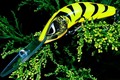 shape of a lure