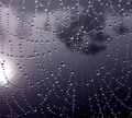 Morning Dew