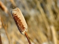 Cattail