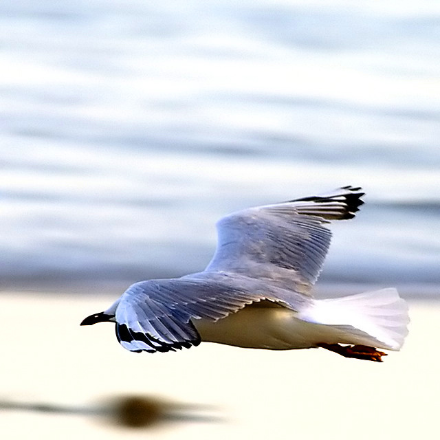 The Shape of Perfect Flight