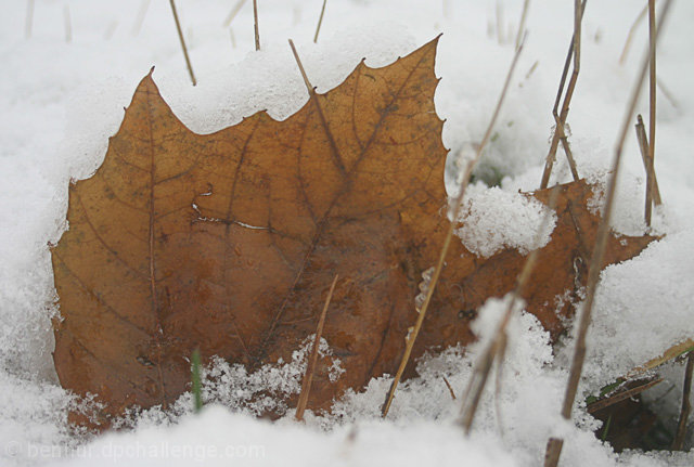 Submersed Leaf and Grass