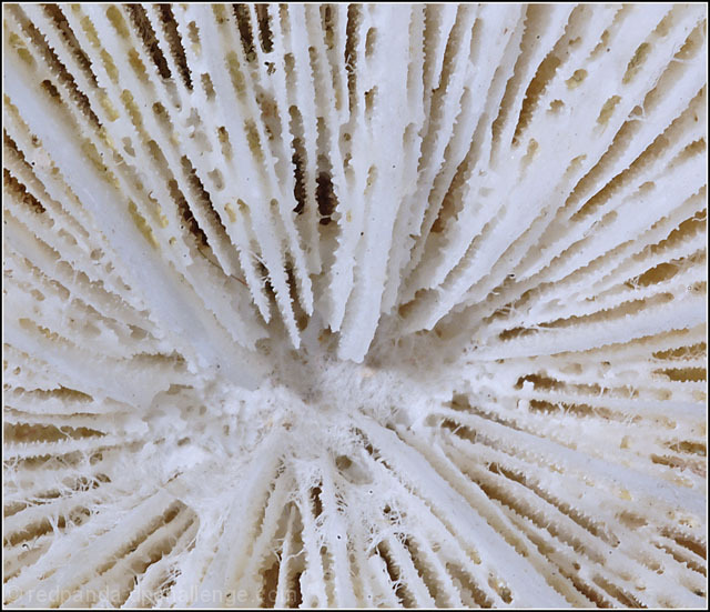 Labyrinth (mushroom coral)