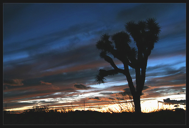 Joshua Tree