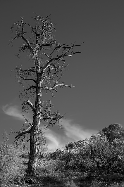 Spindly Sedona