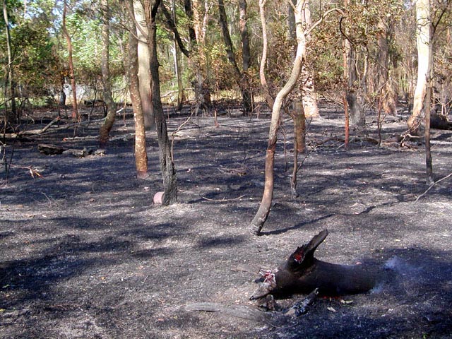 After Bush Fire