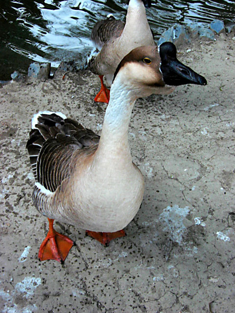 WILDLIFE AS CANON SEES IT.