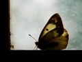 Moth in the Window