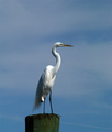 Snowy Egret