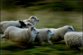 The big race