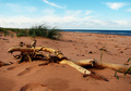 RedSand