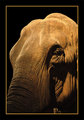 Aged Giant